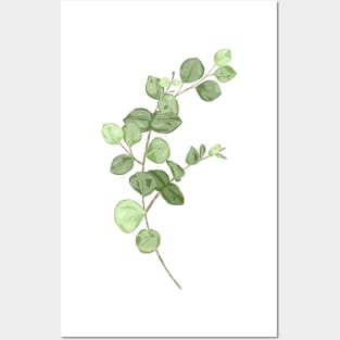 Eucalyptus Botanical Posters and Art